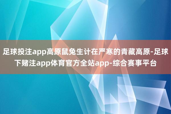 足球投注app高原鼠兔生计在严寒的青藏高原-足球下赌注app体育官方全站app-综合赛事平台